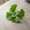 Ginkgo Biloba
