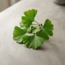 Ginkgo Biloba